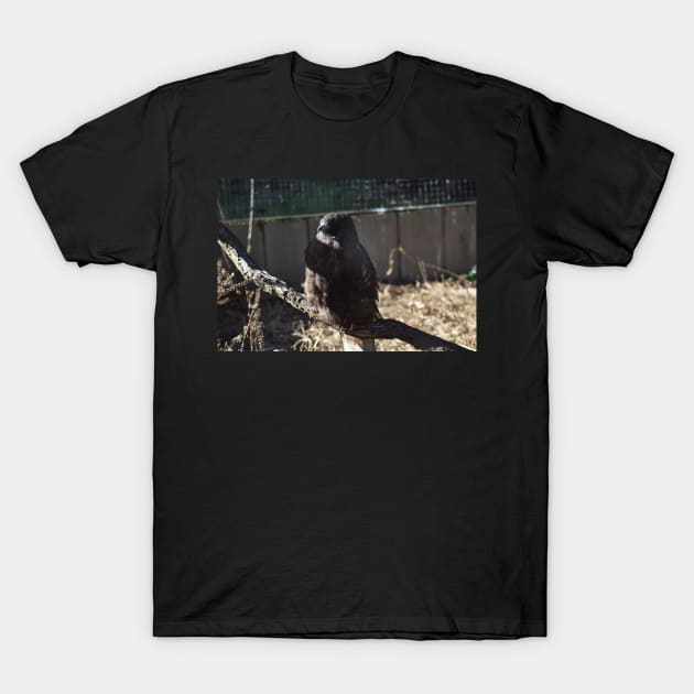 Hawk T-Shirt by MarieDarcy
